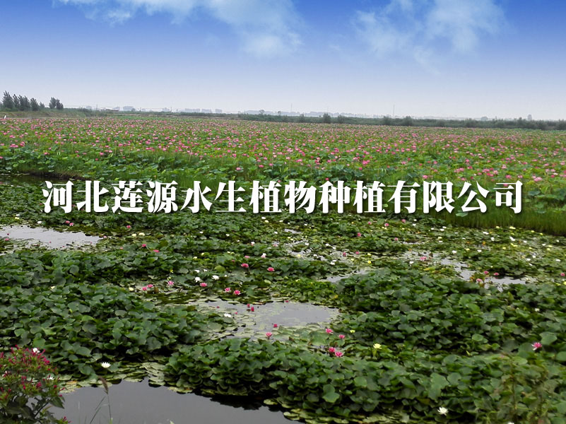 公司簡(jiǎn)介
