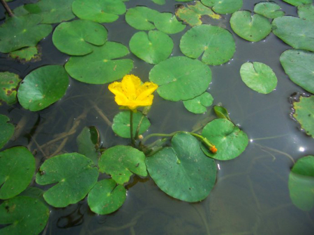 浮水植物